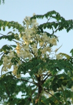 Moringa 