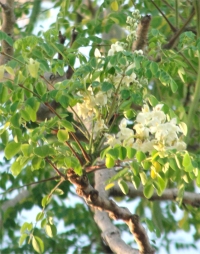 Moringa