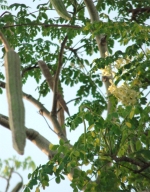 Moringa pods and flowers