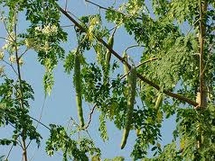 The leaves are eaten as greens, in salads, in vegetable curries, as pickles and for seasoning.