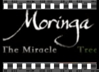 CLICK to view a You Tube on Moringa The Miracle Tree