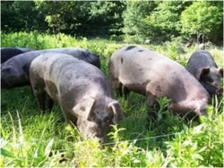 Fattening pigs on 50% Moringa stems and leaves, 10% Leucaena, 38% maize and 2% nutrient salts will lead to good growth rates and significant cost savings