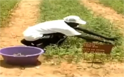 Moringa can be grown intensively with no irrigation and small amounts of fertilizer.