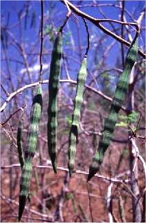 Moringa pods