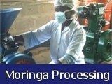 Processing Moringa in Africa