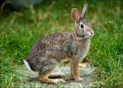 PowerClub Rabbit Feeding Program