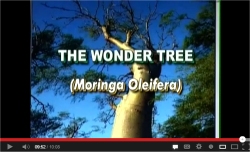 CLICK to view the Wonder Tree (Moringa Oleifera)
