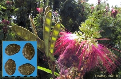 Photograph compliments of www.tropicalforages.info
