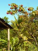 Dominica Carib Territory