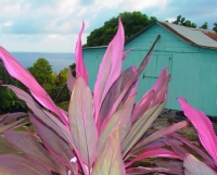 Dominica Carib Territory