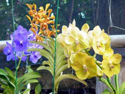 Barbados tropical gardens