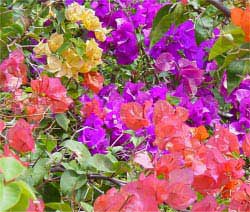 Barbados tropical gardens