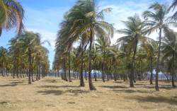 Cove Bay is a remote rugged part of Barbados located to the North East of the island.