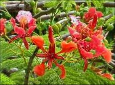 Barbados tropical gardens
