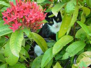 Barbados tropical gardens