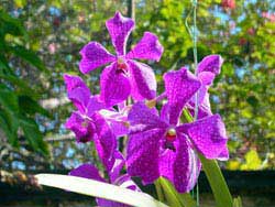 Barbados tropical gardens