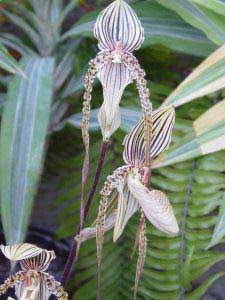 Barbados tropical gardens