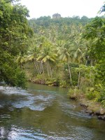 Dominica is largely covered by rainforest a