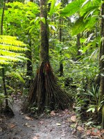 Nestled at the base of the north east slope of Morne Trois Pitons, located in the Central Forest Reserve is the beautiful Emerald Pool