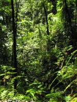 Nestled at the base of the north east slope of Morne Trois Pitons, located in the Central Forest Reserve is the beautiful Emerald Pool