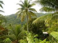 Dominica's Caribs now live in eight villages within the 3,700 acres of land on the east coast of Dominica known as the ‘Carib Territory’.