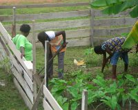Seen here members of the church helping to clear the land in preparation