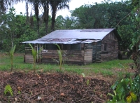 Many Maroons have now come out of the bush and are living in village reserves.