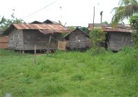 Many Maroons have now come out of the bush and are living in village reserves.