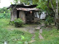 Many Maroons have now come out of the bush and are living in village reserves.