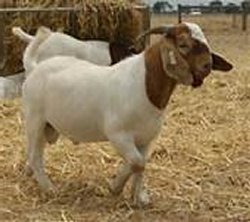 Donate a goat to Africa Training Bible School hekp empower African pastors from Tanzania Malawi Zambia DR Congo and Uganda