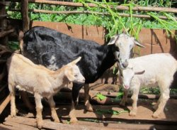 Donate a goat to Africa Training Bible School hekp empower African pastors from Tanzania Malawi Zambia DR Congo and Uganda