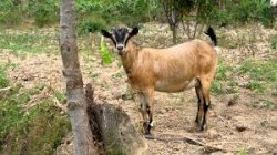 Donate a goat to Africa Training Bible School hekp empower African pastors from Tanzania Malawi Zambia DR Congo and Uganda