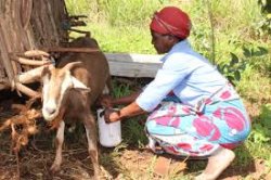 Donate a goat to Africa Training Bible School hekp empower African pastors from Tanzania Malawi Zambia DR Congo and Uganda