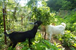 Donate a goat to Africa Training Bible School hekp empower African pastors from Tanzania Malawi Zambia DR Congo and Uganda