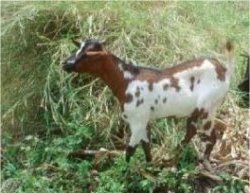 Donate a goat to Africa Training Bible School hekp empower African pastors from Tanzania Malawi Zambia DR Congo and Uganda