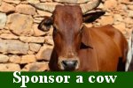 CLICK to sponsor Cow