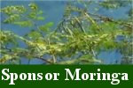 CLICK to sponsor Moringa