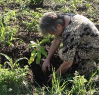 Jenny planted an Avocado tree on the corner of the property.