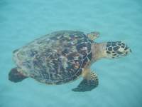 Hawksbill turtles