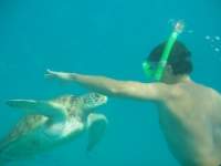 Hawksbill turtle fimed off the coast of Barbados