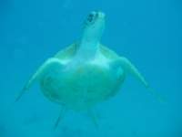 Hawksbill turtle fimed off the coast of Barbados