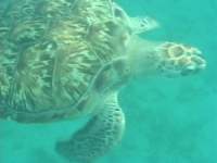 Hawksbill turtle fimed off the coast of Barbados