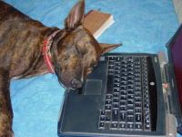 Dog tired