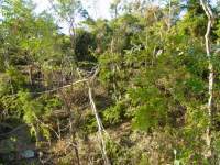 Tree damage