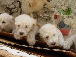 Puppies