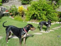 Dogs are pack animals, 