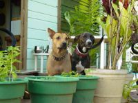 Guard dogs