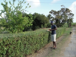 Thanks to our inhouse team, Ezra (seen here trimming the hedge)