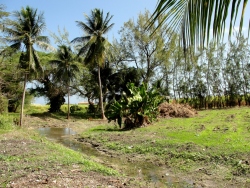 The Agro Project within The WISH Centre