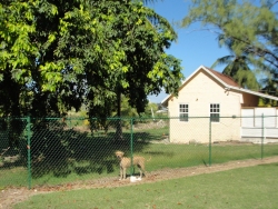 This area has been enclosed to house the resident guard dogs.